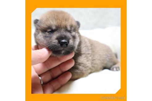 成約済の岡山県の柴犬-239247の24枚目