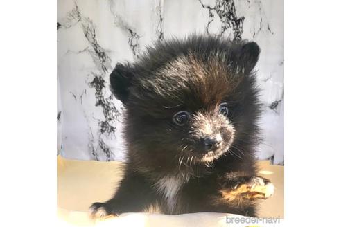 成約済の茨城県のポメラニアン-237827の5枚目