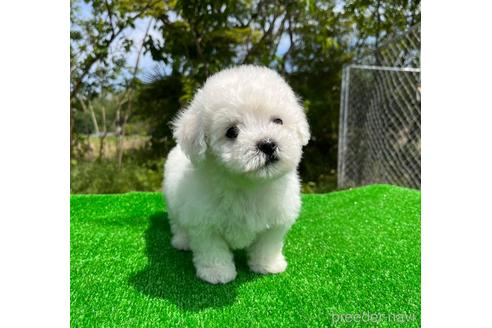 成約済の東京都のビションフリーゼ-239346の5枚目