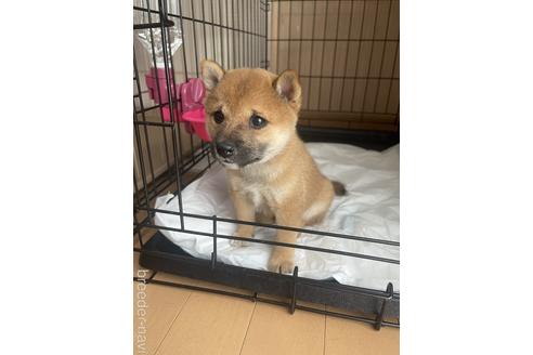 販売中の東京都の豆柴-234301