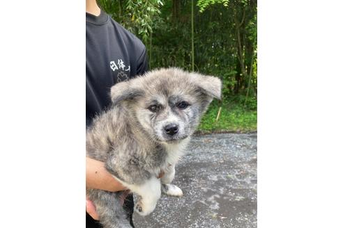 成約済の静岡県の秋田犬-239373の2枚目