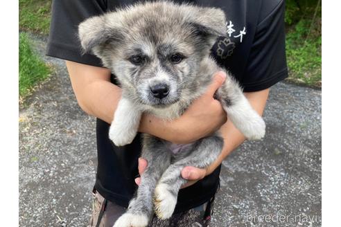 成約済の静岡県の秋田犬-239373の1枚目