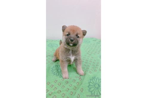 成約済の静岡県の豆柴-239381の1枚目