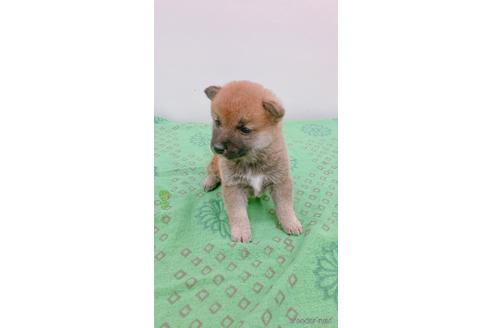 成約済の静岡県の豆柴-239381の3枚目