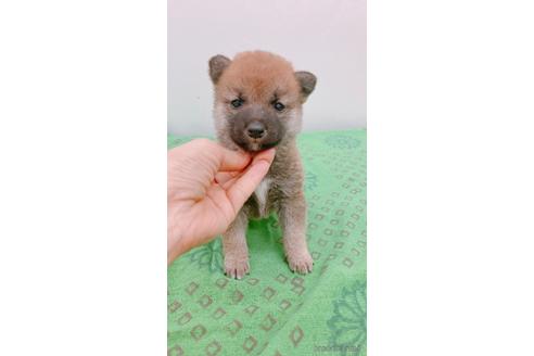 成約済の静岡県の豆柴-239381の4枚目
