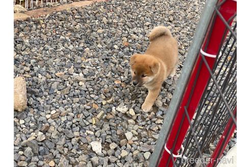 成約済の岡山県の柴犬-239385の11枚目