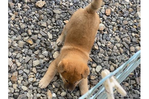 成約済の岡山県の柴犬-239385の12枚目