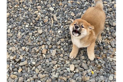 成約済の岡山県の柴犬-239385の13枚目