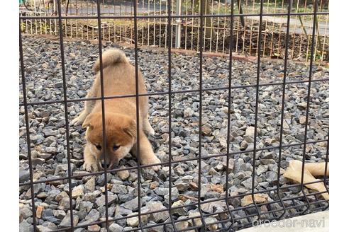 成約済の岡山県の柴犬-239385の14枚目