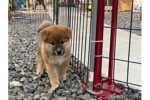 成約済の岡山県の柴犬-239385の15枚目