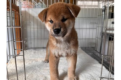 成約済の岡山県の柴犬-239392の7枚目