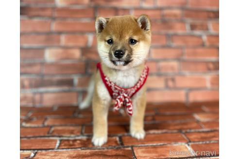 成約済の福岡県の豆柴-232926の14枚目