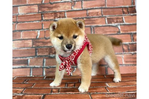 成約済の福岡県の豆柴-232926の8枚目