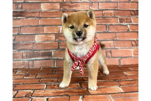 成約済の福岡県の豆柴-232926の13枚目