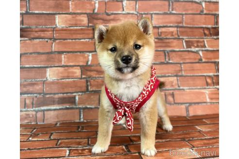 成約済の福岡県の豆柴-232926の12枚目