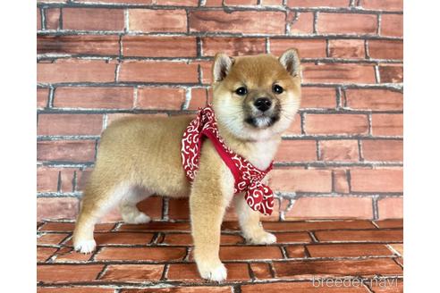 成約済の福岡県の豆柴-232926の11枚目