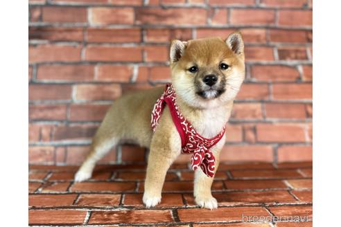 成約済の福岡県の豆柴-232926の10枚目