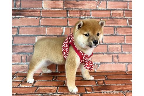 成約済の福岡県の豆柴-232926の9枚目