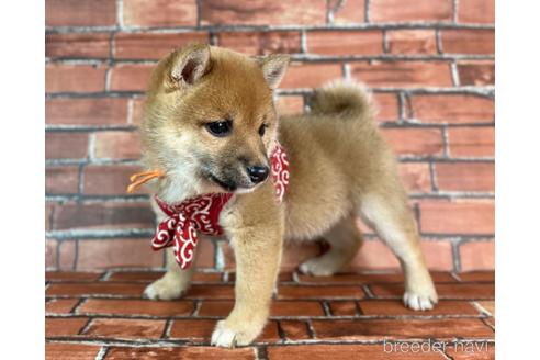 成約済の福岡県の豆柴-232933の12枚目