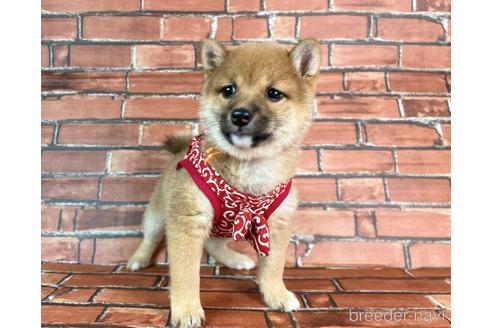 成約済の福岡県の豆柴-232933の11枚目