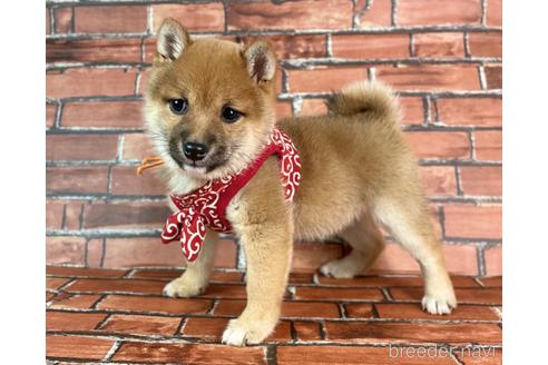 成約済の福岡県の豆柴-232933の10枚目