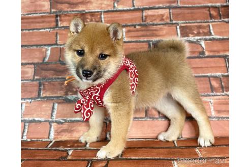 成約済の福岡県の豆柴-232933の9枚目