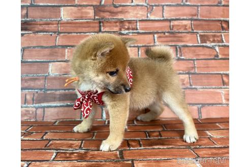 成約済の福岡県の豆柴-232933の8枚目