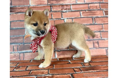 成約済の福岡県の豆柴-232933の7枚目