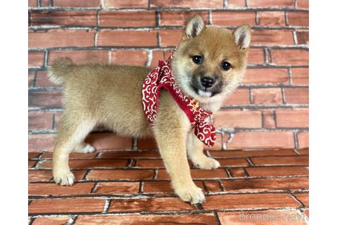 成約済の福岡県の豆柴-232933の6枚目