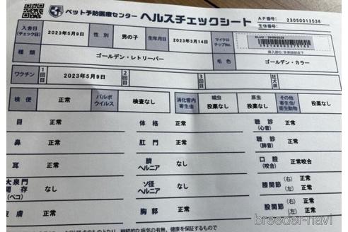 成約済の福島県のゴールデンレトリーバー-239429の4枚目