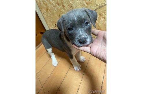 成約済の佐賀県のアメリカンピットブルテリア-239478の1枚目
