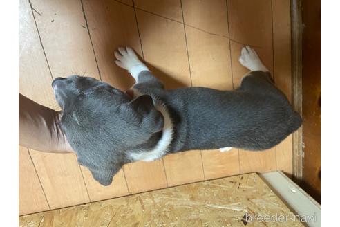 成約済の佐賀県のアメリカンピットブルテリア-239478の2枚目