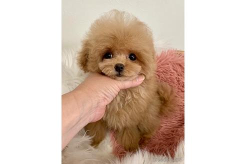 成約済の広島県のミックス犬-239489の8枚目