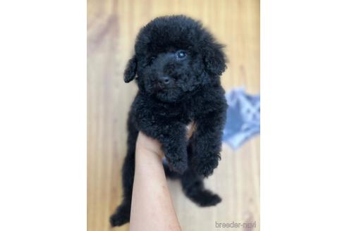 成約済の埼玉県のトイプードル-232792の4枚目