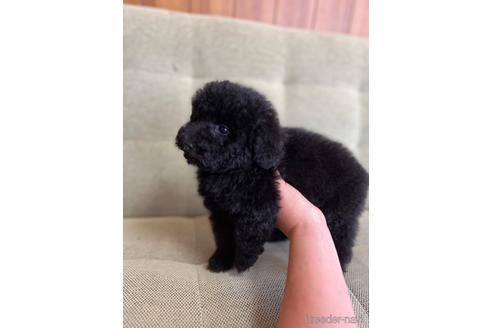 成約済の埼玉県のトイプードル-232792の3枚目