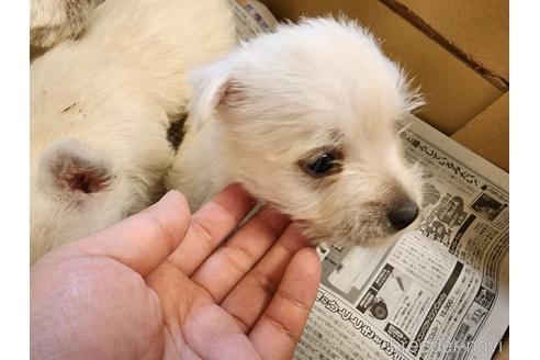 成約済の愛知県のウエストハイランドホワイトテリア(ウエスティ)-239538の2枚目