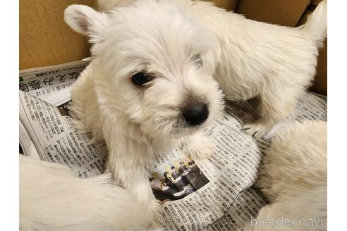 成約済の愛知県のウエストハイランドホワイトテリア(ウエスティ)-239539の3枚目