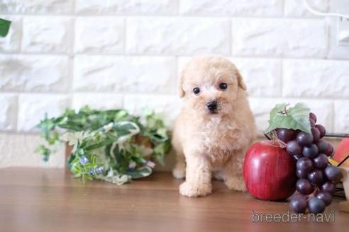 成約済の滋賀県のトイプードル-236628