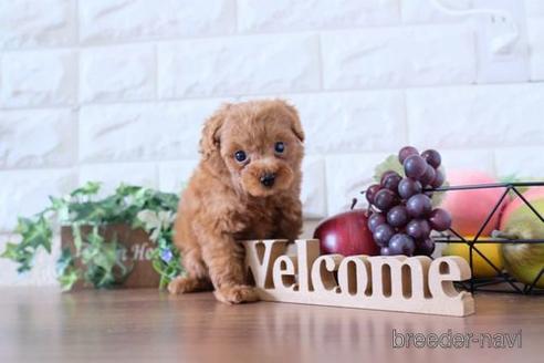 成約済の滋賀県のトイプードル-236646の6枚目