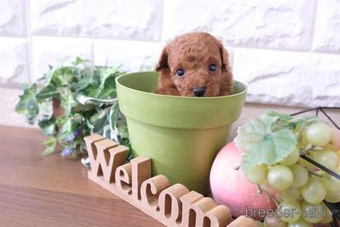 成約済の滋賀県のトイプードル-236646の3枚目