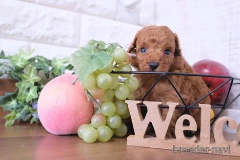 成約済の滋賀県のトイプードル-236646の2枚目