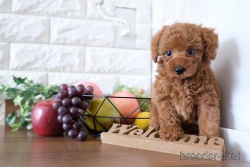 成約済の滋賀県のトイプードル-236649の6枚目