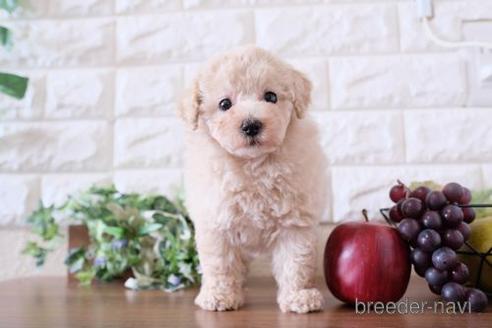 成約済の滋賀県のトイプードル-236855の1枚目
