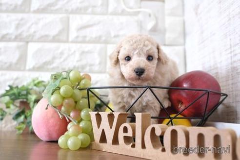 成約済の滋賀県のトイプードル-236855の3枚目
