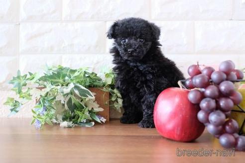 成約済の滋賀県のトイプードル-236859の1枚目