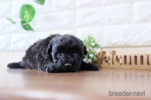 成約済の滋賀県のトイプードル-236859の3枚目