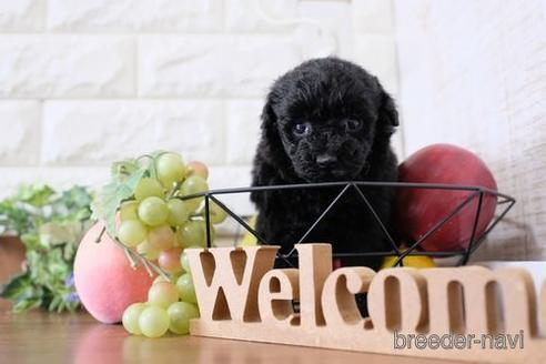 成約済の滋賀県のトイプードル-236859の2枚目