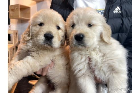 成約済の茨城県のゴールデンレトリーバー-239580の3枚目