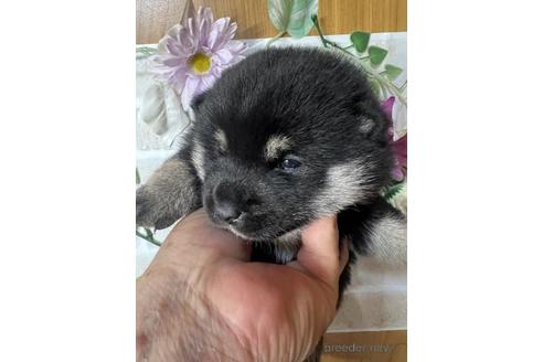 成約済の長崎県の柴犬-239585