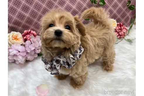 成約済の東京都のマルプー:マルチーズ×トイプードル-237217の2枚目